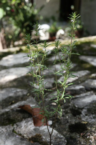 Bohnenkraut — Bild 2