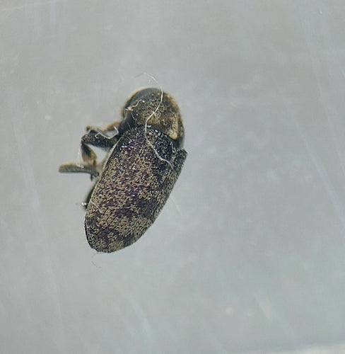 Borkenkäfer Scolytina — Bild 1