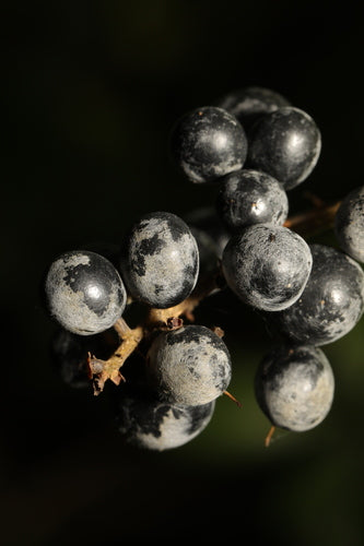Botrytis (Grauschimmel) — Bild 1 von 1