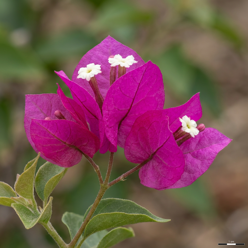 Bougainvillea