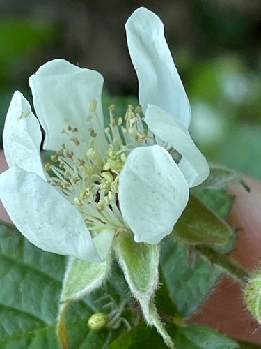 Boysenbeere — Bild 4