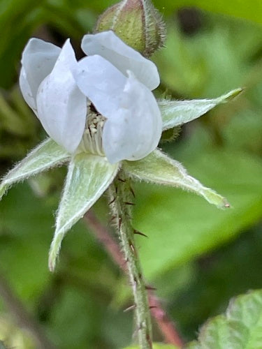 Boysenbeere — Bild 1