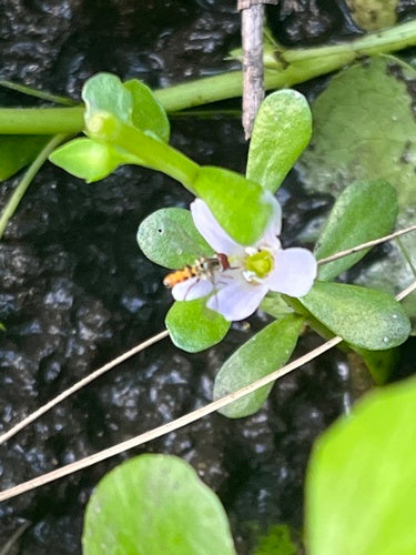 Brahmi — Bild 5