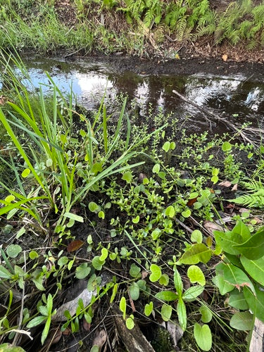 Brahmi — Bild 4