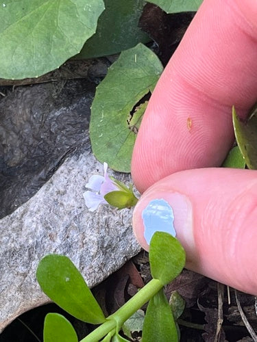 Brahmi — Bild 3