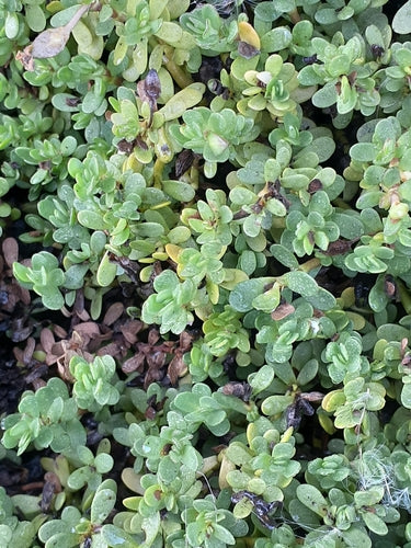 Brahmi — Bild 2