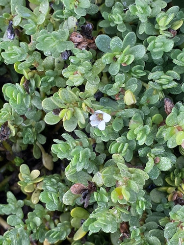 Brahmi — Bild 1