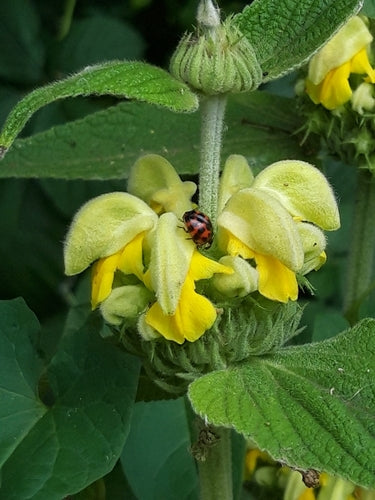 Brandkraut — Bild 5