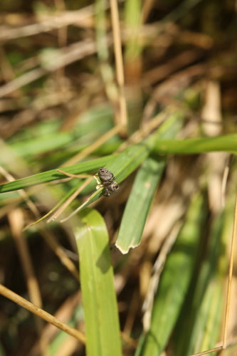 Braune Springspinne — Bild 5