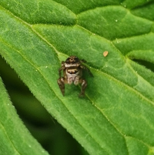 Braune Springspinne — Bild 1