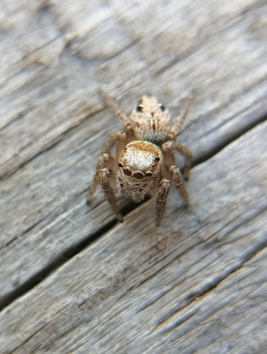 Braune Springspinne — Bild 4