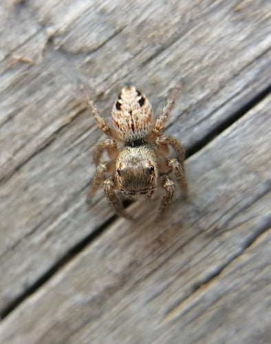 Braune Springspinne — Bild 3