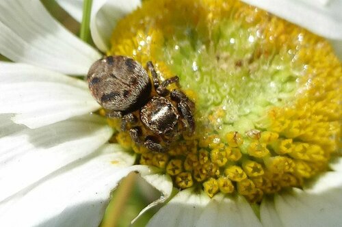 Braune Springspinne — Bild 2