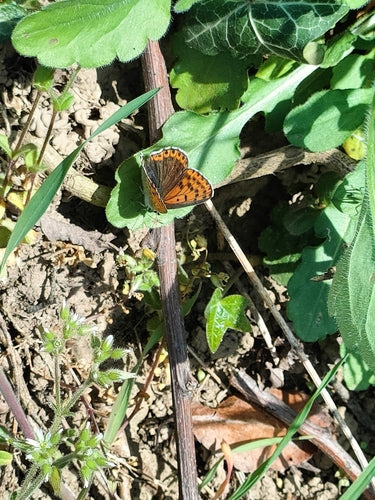 Brauner Feuerfalter — Bild 4