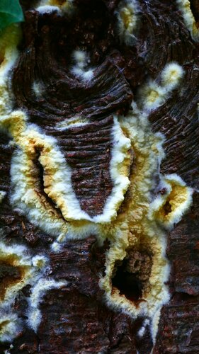 Brauner Kellerschwamm — Bild 5 von 34