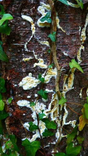 Brauner Kellerschwamm — Bild 3 von 34