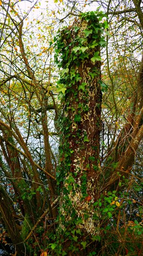Brauner Kellerschwamm — Bild 2 von 34