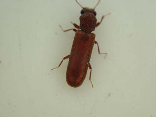 Brauner Splintholzkäfer — Bild 5