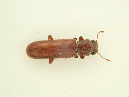 Brauner Splintholzkäfer — Bild 3