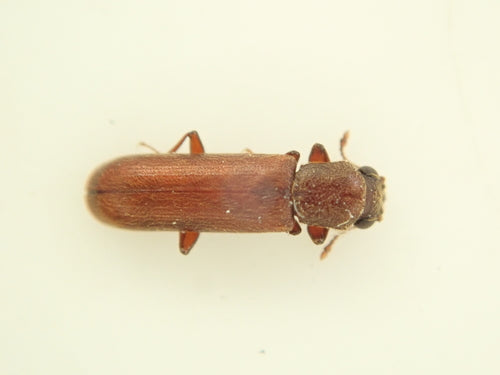 Brauner Splintholzkäfer — Bild 2