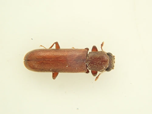 Brauner Splintholzkäfer — Bild 1