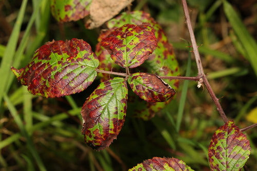 Brombeerrost — Bild 3 von 10