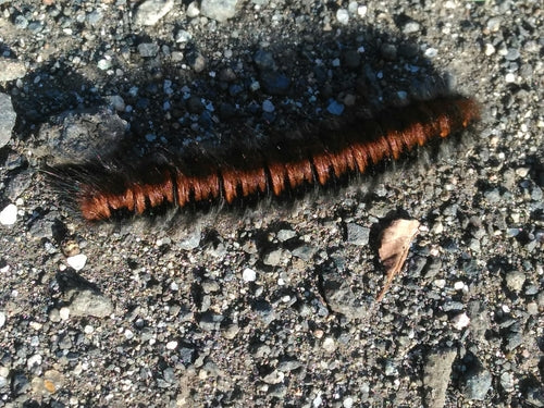 Brombeerspinner — Bild 5