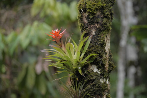 Bromelien — Bild 2