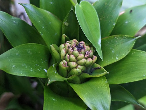 Bromelien — Bild 5