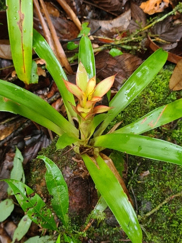 Bromelien — Bild 4
