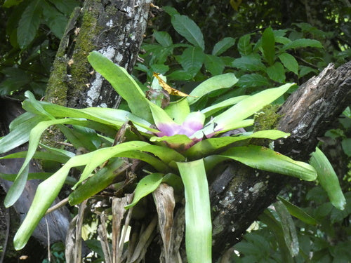 Bromeliengewächse — Bild 5 von 8