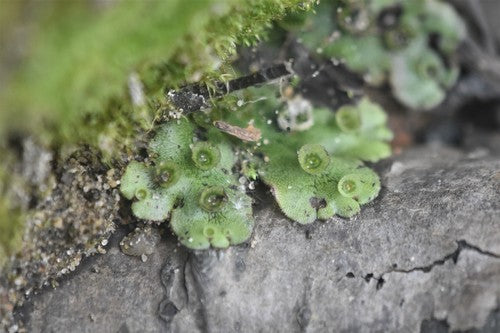 Brunnenlebermoos — Bild 3 von 10