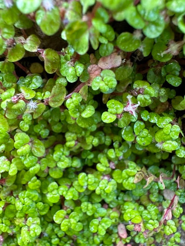 Bubikopf — Bild 4