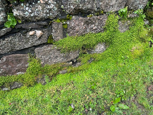 Bubikopf — Bild 3