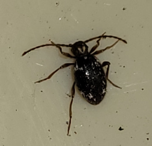Buckelkäfer (Kräuterdieb) — Bild 2 von 50