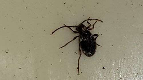 Buckelkäfer (Kräuterdieb) — Bild 2