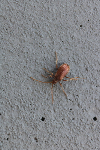 Buckelkäfer (Kräuterdieb) — Bild 3 von 50