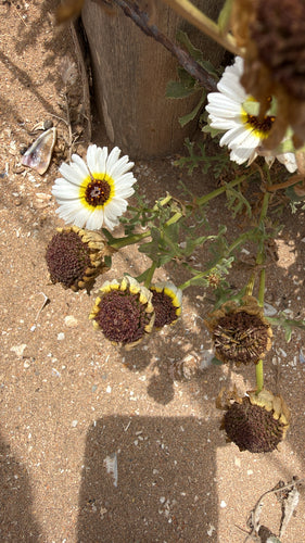 Bunte Margerite — Bild 3 von 5