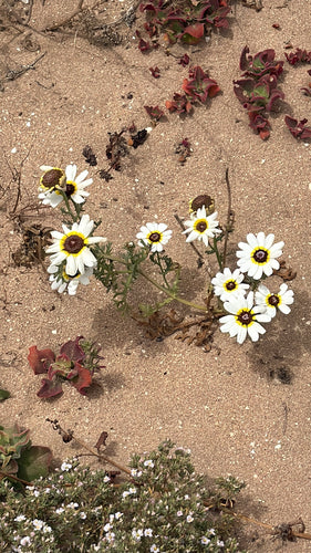 Bunte Margerite — Bild 5 von 5