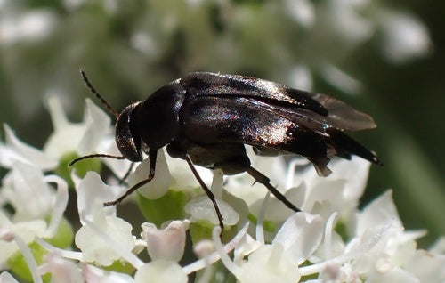 Bunter Stachelkäfer — Bild 5