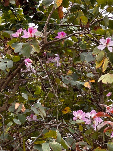 Buntfarbene Bauhinie — Bild 3