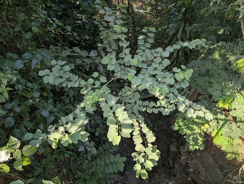 Buntfarbene Bauhinie — Bild 5