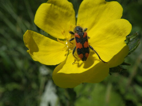 Buntkäfer — Bild 5