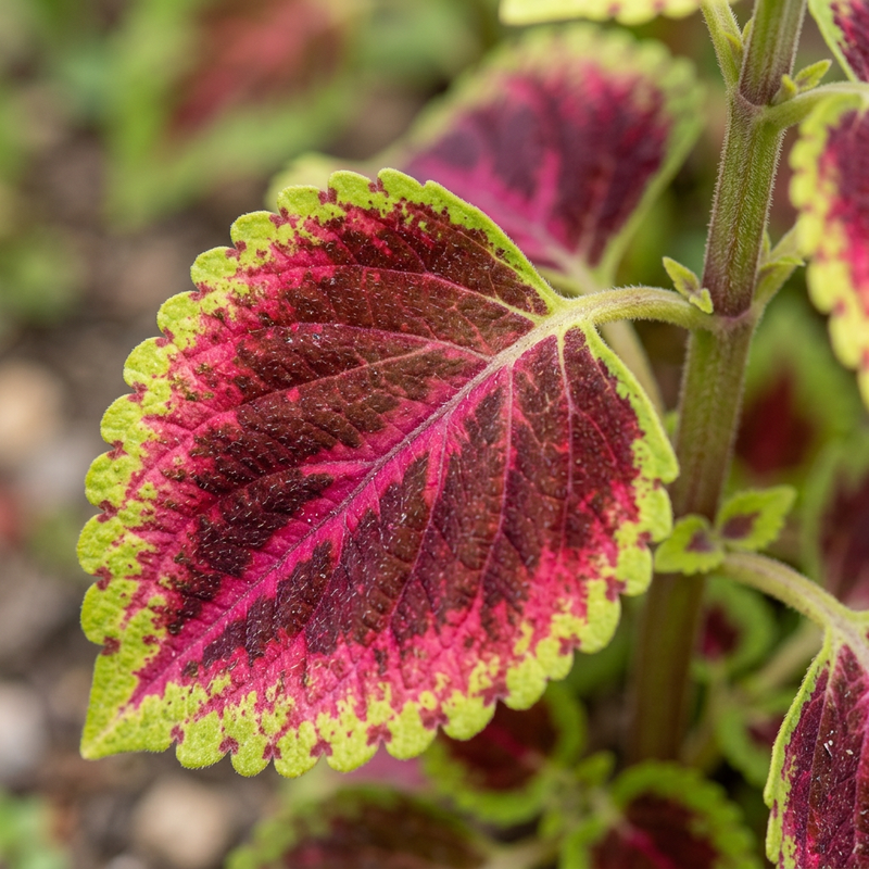 Buntnessel (Coleus scutellarioides), KI-Illustration