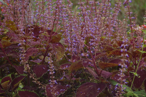 Buntnessel — Bild 3