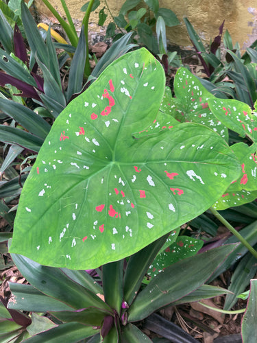 Caladium — Bild 5