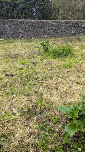 Calla — Bild 4