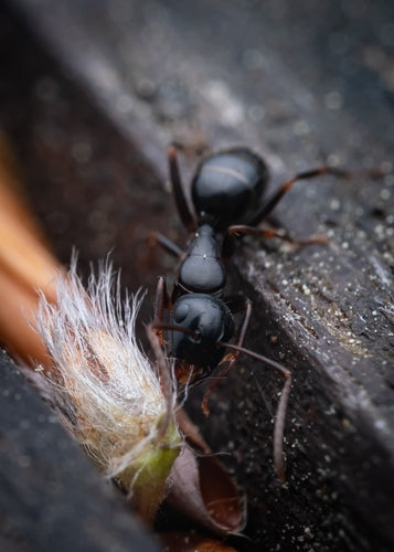 Camponotus Fallax — Bild 4