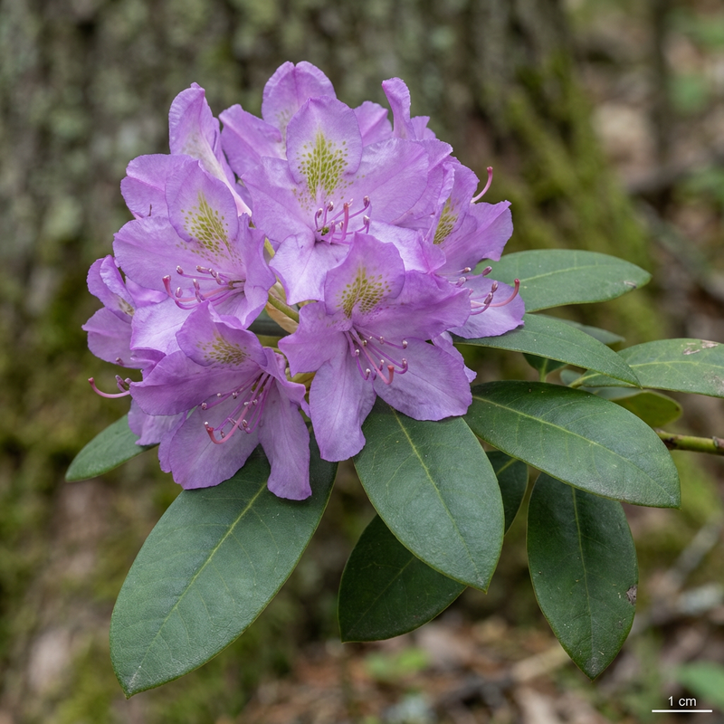 Catawba-Rhododendron
