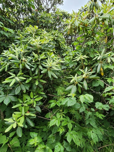 Catawba-Rhododendron — Bild 5